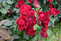 rose_230531_05