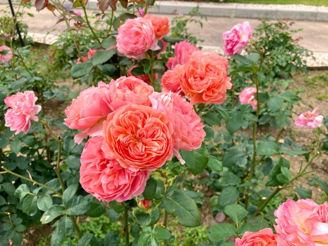 rose_230606_05