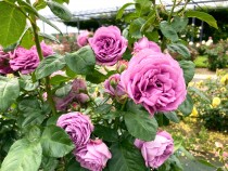 rose_230606_07