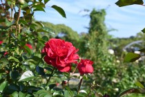 rose_231019_02