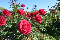 rose_231101_04