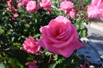 rose_231108_04