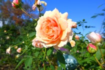 rose_231120_02