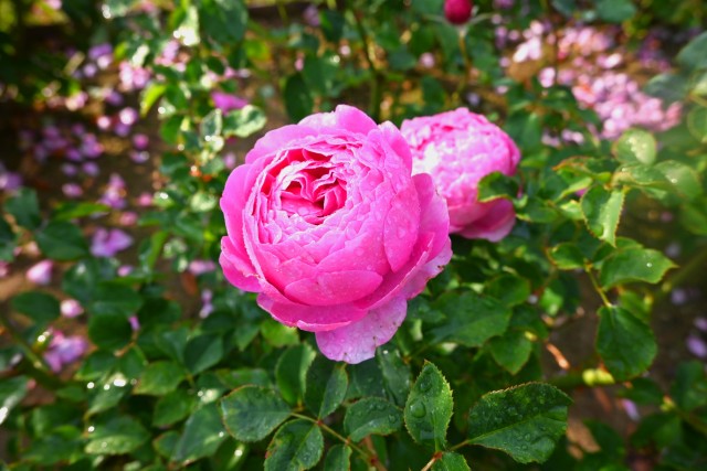 rose_231128_01