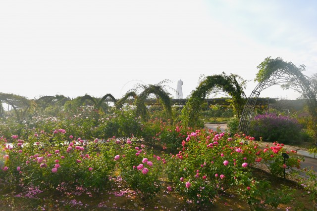 rose_231128_06