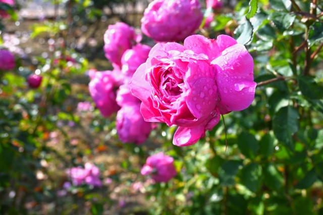 rose_231206_01