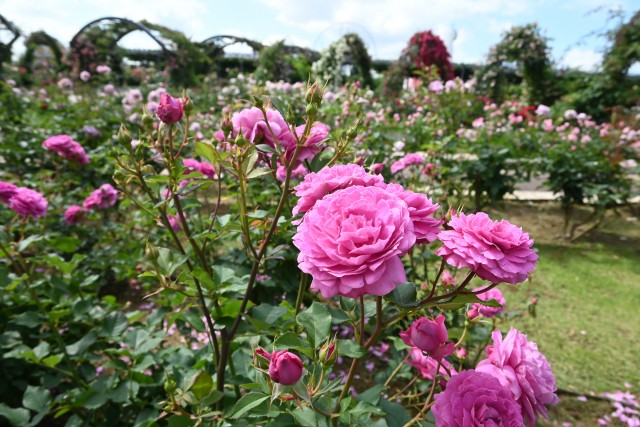 rose_240605_01