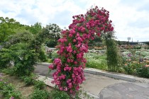rose_240605_02