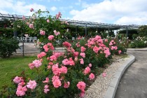 rose_240605_03
