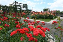 rose_240605_05