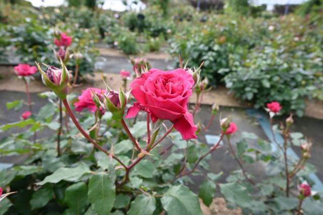 rose_250507_01