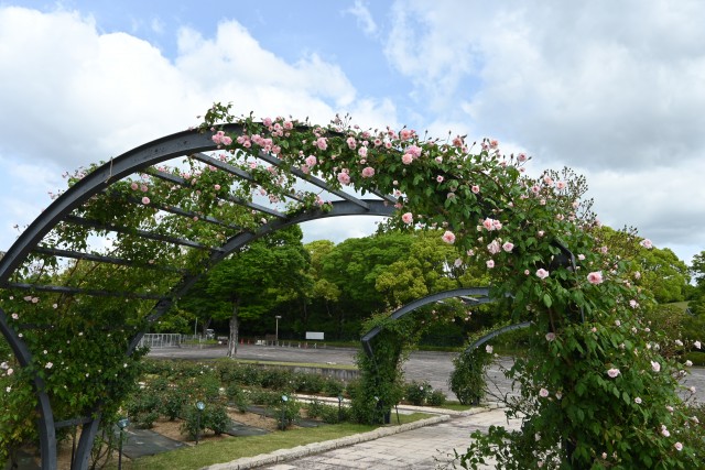 rose_250507_02
