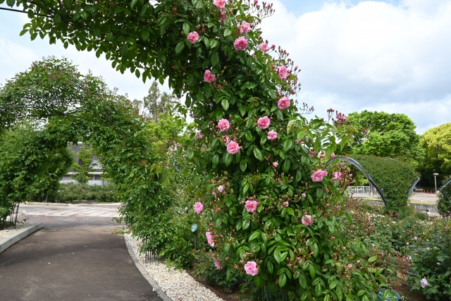 rose_250507_03