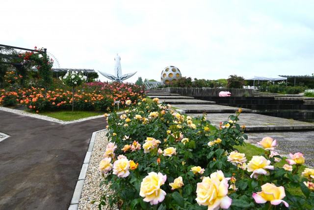 rose_250512_01
