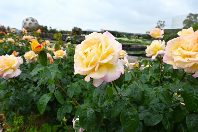 rose_250512_02