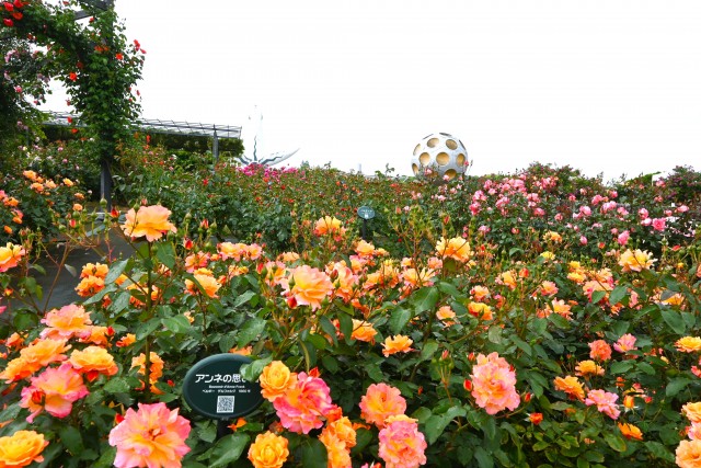 rose_250512_03
