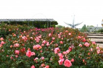 rose_250512_04
