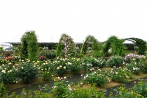 rose_250512_05
