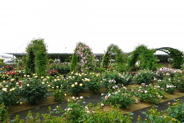 rose_250512_05