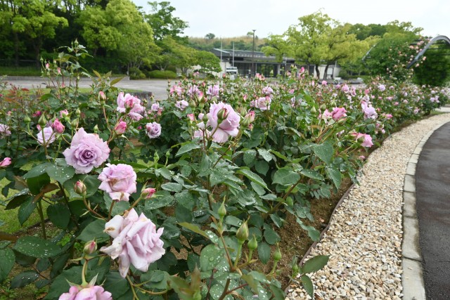 rose_250512_06