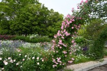 rose_250512_07