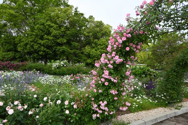 rose_250512_07