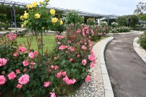 rose_250512_08