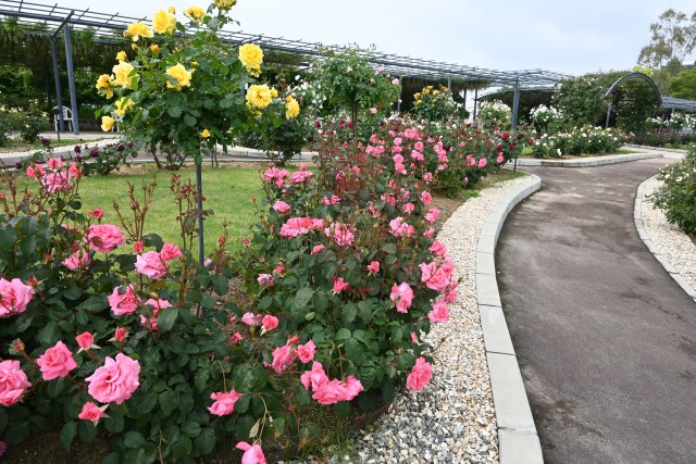 rose_250512_08