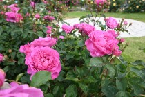 rose_250512_09