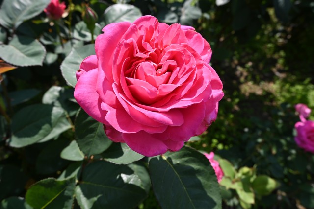 rose_250513_01