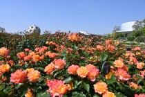 rose_250513_02