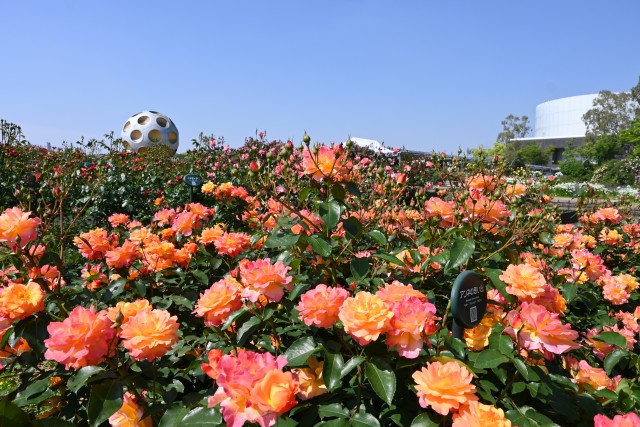 rose_250513_02