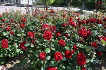 rose_250513_03