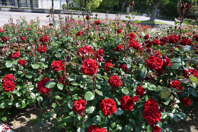 rose_250513_03
