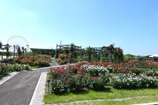 rose_250513_04