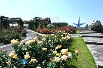rose_250513_05