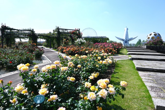rose_250513_05