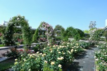 rose_250513_06