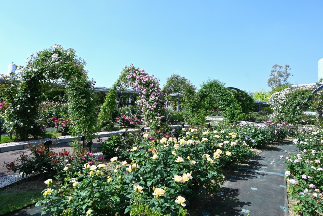 rose_250513_06