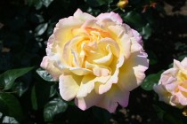 rose_250513_07