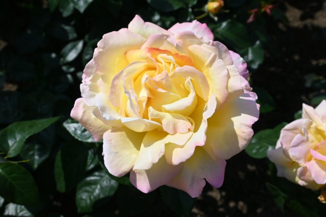 rose_250513_07