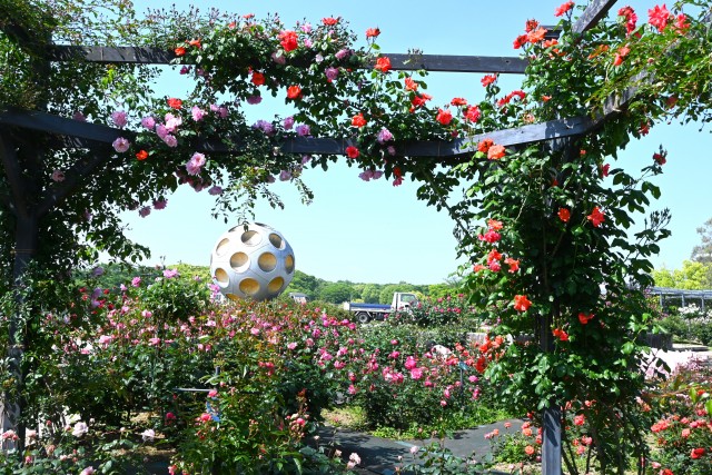 rose_250513_08