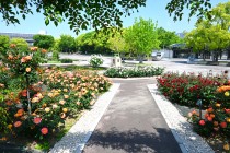 rose_250513_09