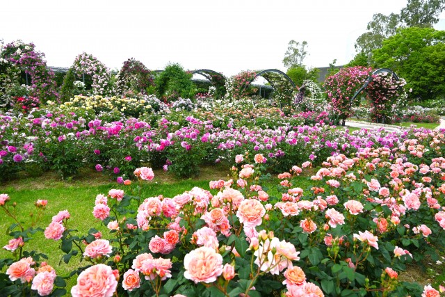 rose_250519_01