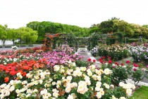 rose_250519_02