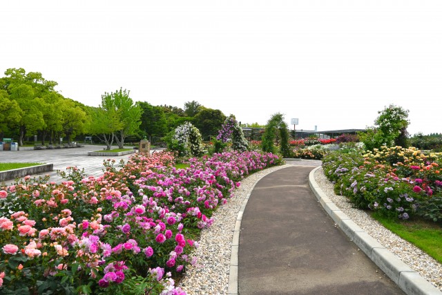 rose_250519_03