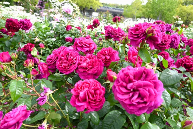 rose_250519_05