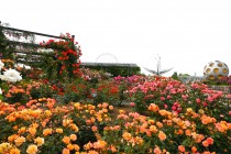 rose_250519_06