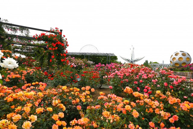 rose_250519_06