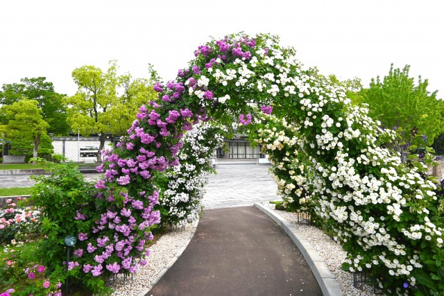 rose_250519_07